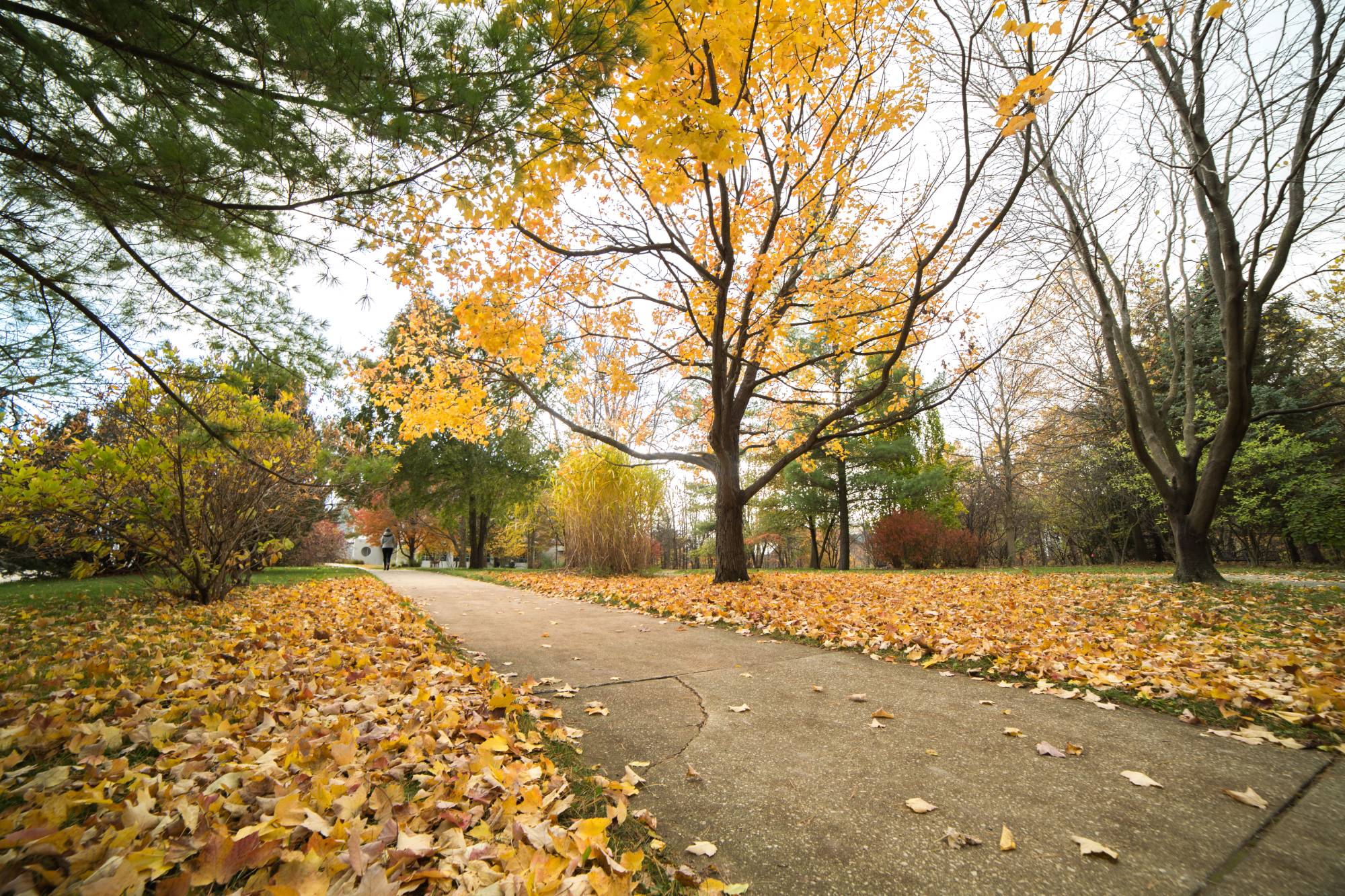 An autumnal trail on the GVSU Allendale Campus.